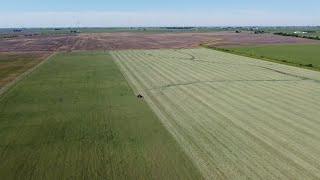 Crimping Rye with the Ridiculous Roller