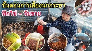 ขั้นตอนการเลี้ยงนกกระทา ตั้งแต่ฟักไข่ ถึง จับขาย : SMILE FARM