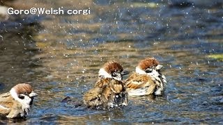 sparrows are bathing / スズメの水浴びと毛繕い 20140131 Goro@Welsh corgi