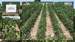 Tolerance Demonstration of Pioneer® Brand Enlist E3® Soybeans