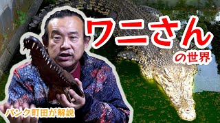 【パンク町田の動物解説】ワニさんの世界