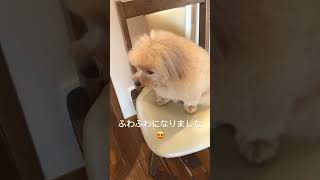 トリミングにふわふわになったポメプー#shorts #ハーフ犬 #ポメプー #犬 #ポメプー成長