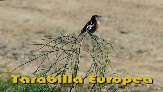 TARABILLA EUROPEA y SU CANTO Aves de España MARISMAS del RÍO ODIEL (Huelva)