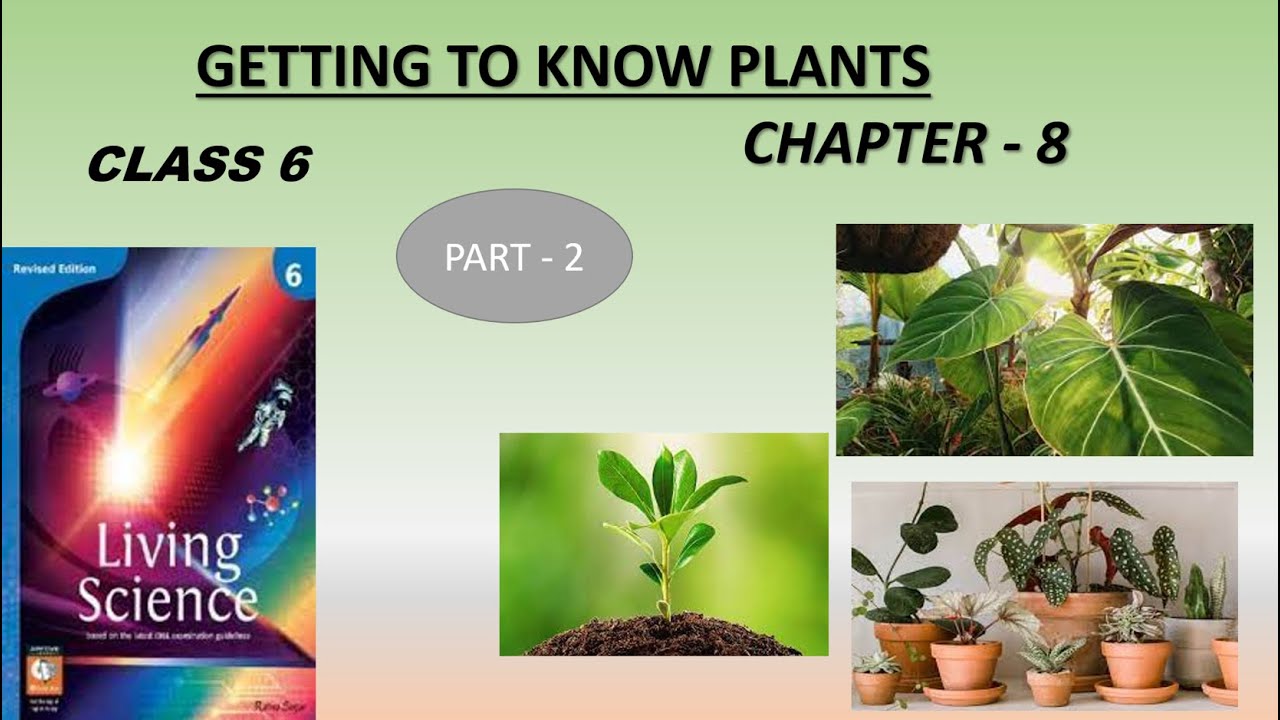 Getting To Know Plants| Living Science| Chapter-8|part-2|easy ...