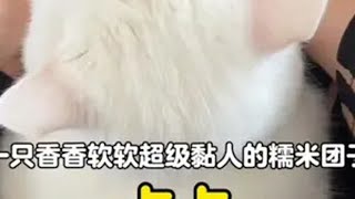 谁能拒绝一只香香软软超级黏人的糯米团子小猫是平淡生活的解药 小猫治愈世界 它真的好像个小宝宝