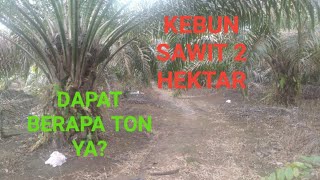 KEBUN SAWIT 2 HEKTAR. Alhamdulillah Dapat Berapa Ton Ya Sekali Panen?