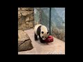 giantpanda xiaoqiji boo treats and papa on the hammie 🐼🥰🎋💞💜