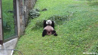 #giantpanda #xiaoqiji Boo, Treats, and Papa on the Hammie 🐼🥰🎋💞💜