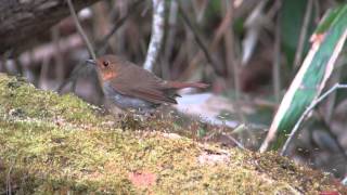 野鳥撮影・ コマドリ♀　Japanese robin