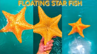 Didn’t know this was possible!! A floating starfish 😱 #travel #area51 #starfish #FISH