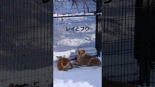 2024年1月3日#旭山動物園#フウ#レイ