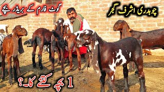 Ch Ashrif Gujjar Goat Farm-Extreme Quality Goat Goats-Beetal Goats Sahiwal