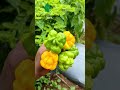 Check out these scotch bonnet peppers farmed in Jamaica.