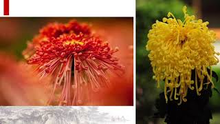 Discover some characteristics of Chinese people via ten most famous flowers in China. 中国十大名花