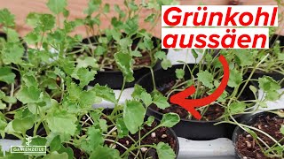 Grünkohl aussäen - Tipps für eine ertragreiche Ernte