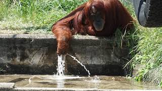 東山動植物園 アキちゃんの水遊び🌊 スマトラオランウータン