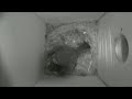 nestbox 20180831 03 00 503 frames with movement