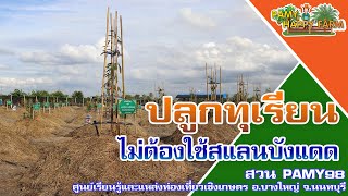 Pamy Happy Farm ตอน ปลูกทุเรียนไม่ใช้สแลนบังแดด