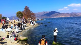 大理的风那么温柔，海鸥在洱海上自由飞翔，我被美景治愈了.The wind in Dali is so gentle,  I am healed by the beautiful scenery.