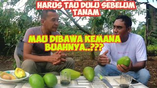 Korban YouTube😱‼️Nanam Alpukat mau dibawa kemana buahnya