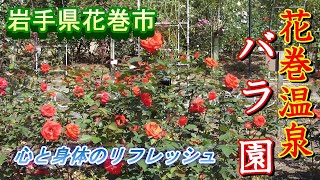 秋咲きのバラに心癒されました　品種名を字幕で明記しました【岩手県花巻温泉】2021 09 25花巻温泉バラ園