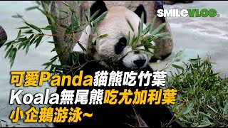 【MV激勵版!!!可愛Panda貓熊吃竹葉 Koala無尾熊吃尤加利葉 小企鵝游泳~】非常時期跟著玲玲的鏡頭來看看療癒內心的可愛動物們 Lovely Animals【玲玲微電影 SmileVlog】