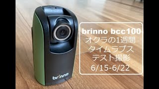 Brinno BCC100防水建築カメラでタイムラプス『オクラ』