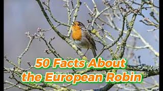 50 Facts About the European Robin birds 🦅.