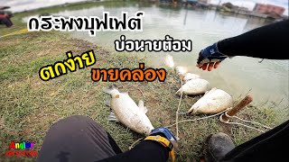 ตกง่าย ขายคล่อง กระพงบุฟเฟต์บ่อนายต้อม #fishing #ตกปลากระพง