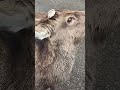 鹿せんべい 鹿 asmr 奈良公園の鹿 天然記念物 動物癒し動画 動物おもしろ動画 shorts