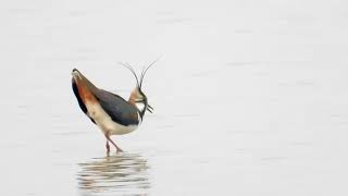 Lapwing song and contact call 4K