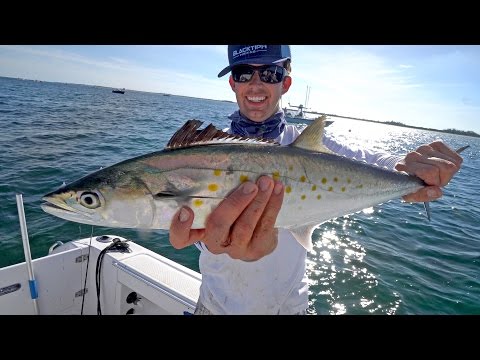 Epic Spanish Mackerel Fishing with some Shark Action! Epic Spanish Mackerel Fishing with some Shark Action!