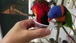 香港4個月大 黄兜吸蜜鹦鹉（Yellow-bibbed Lory）飲奶