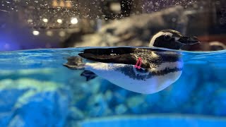 #11【すみだ水族館】2023年7月マゼランペンギン