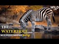 The WaterHole | Wild Africa , Tamil Documentary |