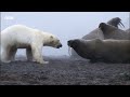 Greatest Fights in the Animal Kingdom Part 3  BBC Earth