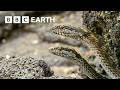 Greatest Fights in the Animal Kingdom: Part 3 | BBC Earth