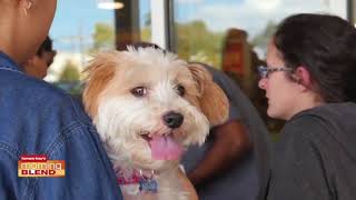 Banfield Pets