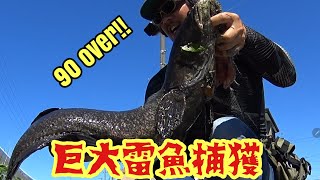 【雷魚釣り】90overぶっこ抜き!!住宅街脇の用水路で規格外の巨大雷魚を釣り上げた!!BIG GAME snake head fishing in Japan