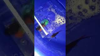 betta fish breeding #malayalam #Greenlandpr fighter fish breeding video