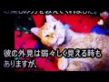 醜い、不気味と言われ、捨てられた猫。絶望の中で一生懸命生きるその姿に、込み上げる涙・・・！【nekoの部屋】