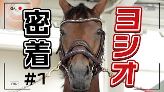 【密着#1】ヨシオは今、福島競馬場で誘導馬を目指してトレーニングを頑張っています。