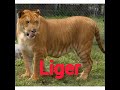 cross animals shorts tigon liger