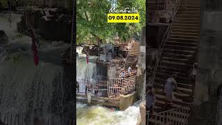 ✨Today ✅Hogenakkal Bathing 💦Falls' Update💯😁 #waterfall #hogenakkal #today #ontrending #shortsfeed