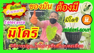 วิธีปลูกบอนมิโดริ(midori sour) โคโลคาเซีย(Colocasia) ฉบับเต็มละเอียดที่สุดทุกขั้นตอน บอนด่างสวยๆ