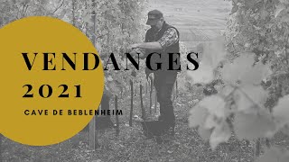 MILLÉSIME 2021 ALSACE FIN DE VENDANGES - CAVE DE BEBLENHEIM