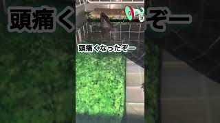 亀亀次郎さんに1票😊うるさくて昼寝が出来ないマロン君🤭 #クサガメ #turtle #亀 #亀飼育 #cute #お笑い