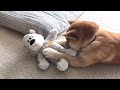 【柴犬5ヶ月の子犬】おもちゃを使って一人で遊べるよ！でも飽きるのも早い子犬