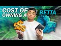 How Much Does a Betta Fish ACTUALLY Cost? Here's the TRUE Cost | Watch This Before Buying a Betta