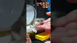 てち太の日記243　今日はおうちから登場🐹💛手の上からもおやつを頂きます🍪食べたら急いで帰ります💦 #ハムスター #ペット #かわいい #ドワーフハムスター #ハム  #動物 #ブルーサファイア